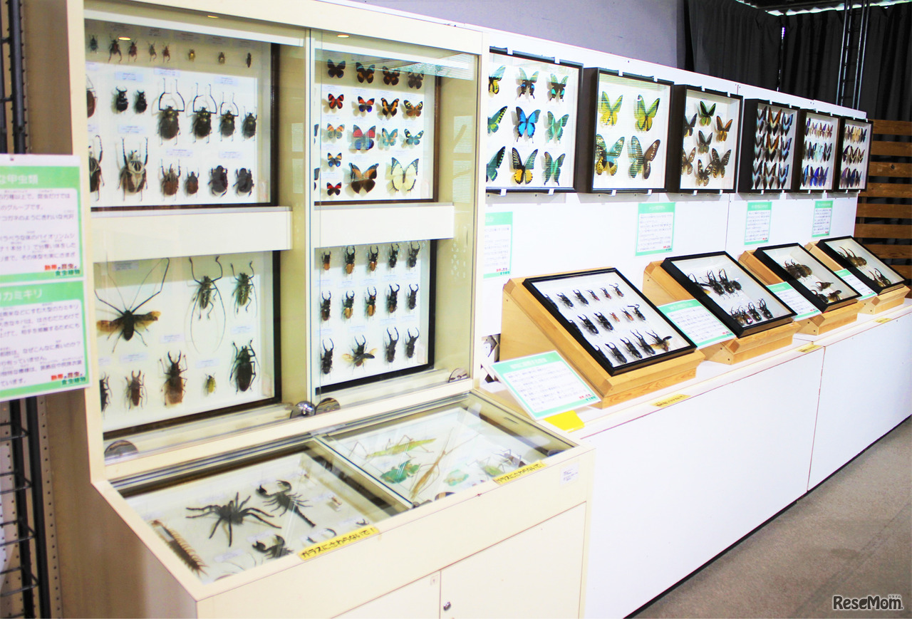 標本展示コーナー