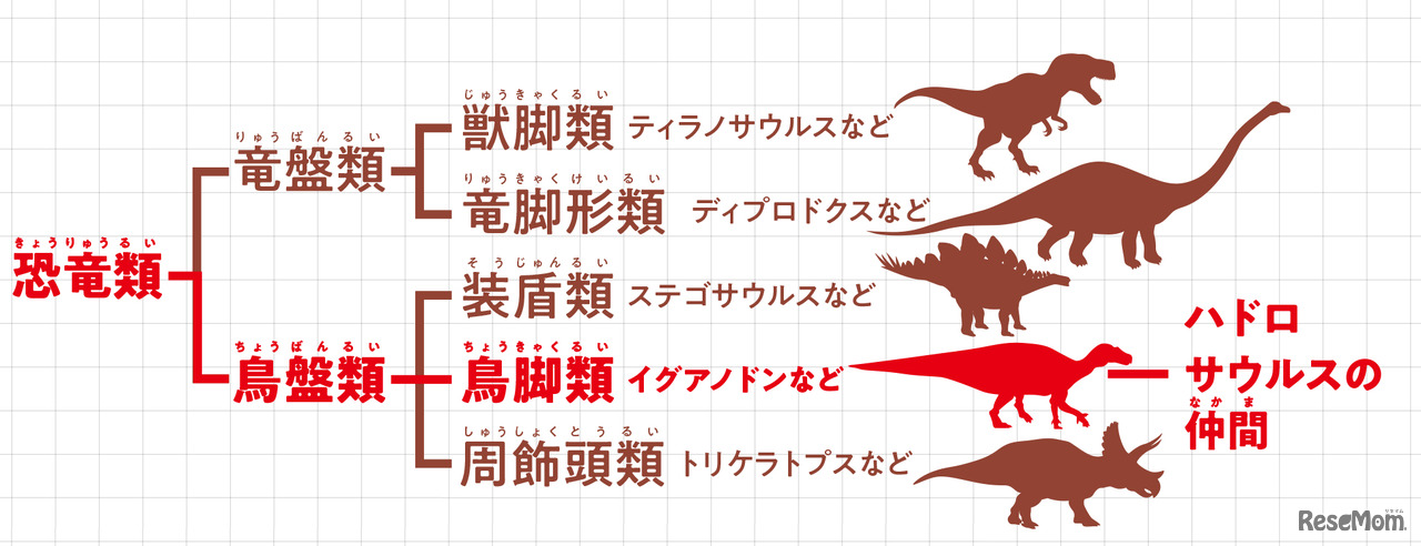 分類上のむかわ竜：恐竜類は、まず骨盤のつくりによって、竜盤類と鳥盤類の2グループに大きく分かれ、さらにさまざまな種へ分かれていく。むかわ竜がどんなグループに属しているのか見てみよう。