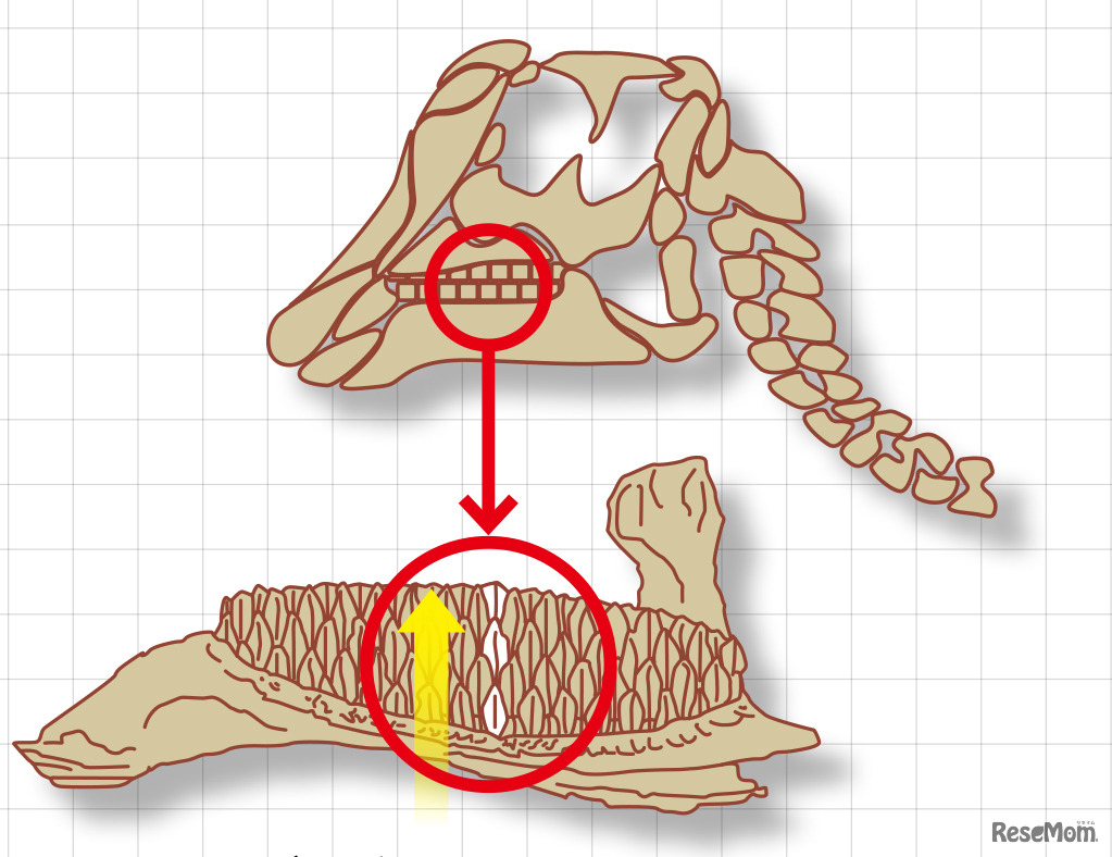 デンタルバッテリー：上の歯がすり減っても、下から次々と歯が出てくる。（Erickson et al.(2012)を参考に編集部で作成）