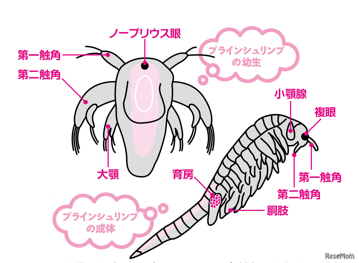 孵化したばかりのブラインシュリンプ（上）は脱皮を繰り返して大人（右）になる。ノープリウス幼生のころから引き継がれる形質もあるが、成長の途中で獲得するものも多い。