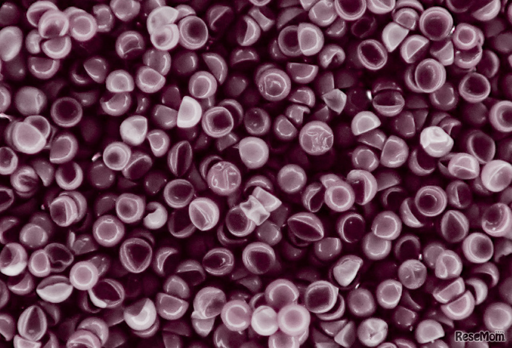 これがブラインシュリンプの卵。1つ1つがとても小さい。拡大すると上の写真のような形をしている。