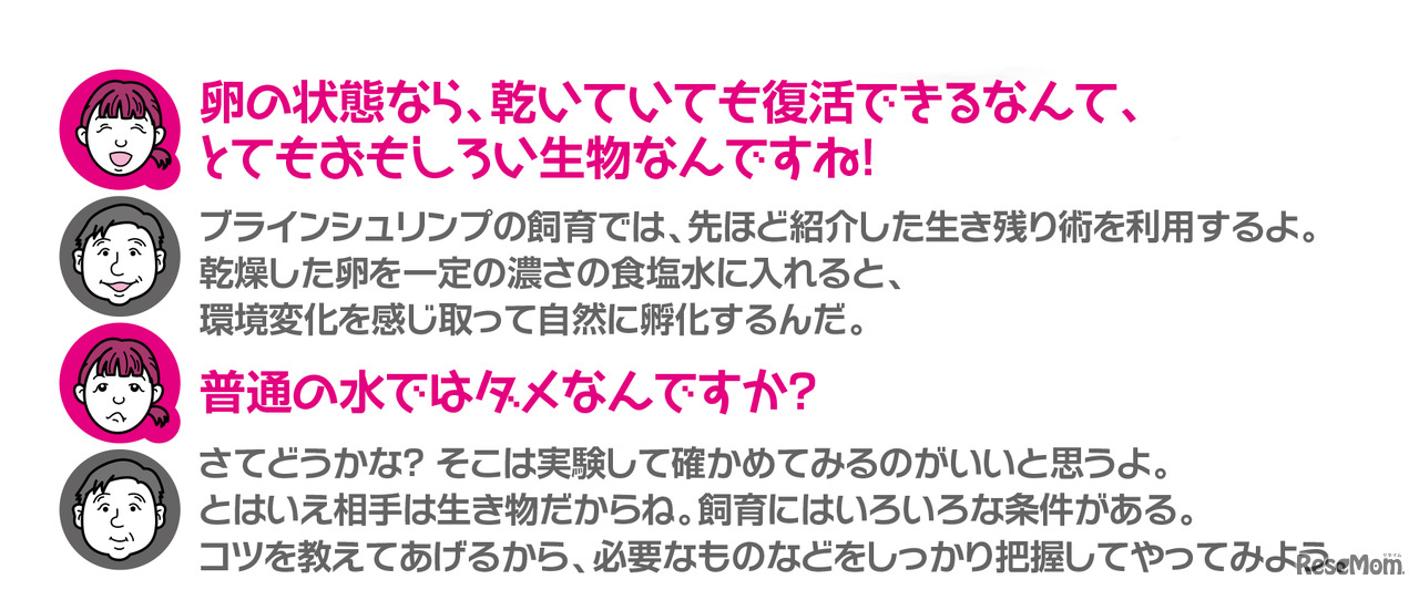 【自由研究】生きている化石「ブラインシュリンプ」を育てよう