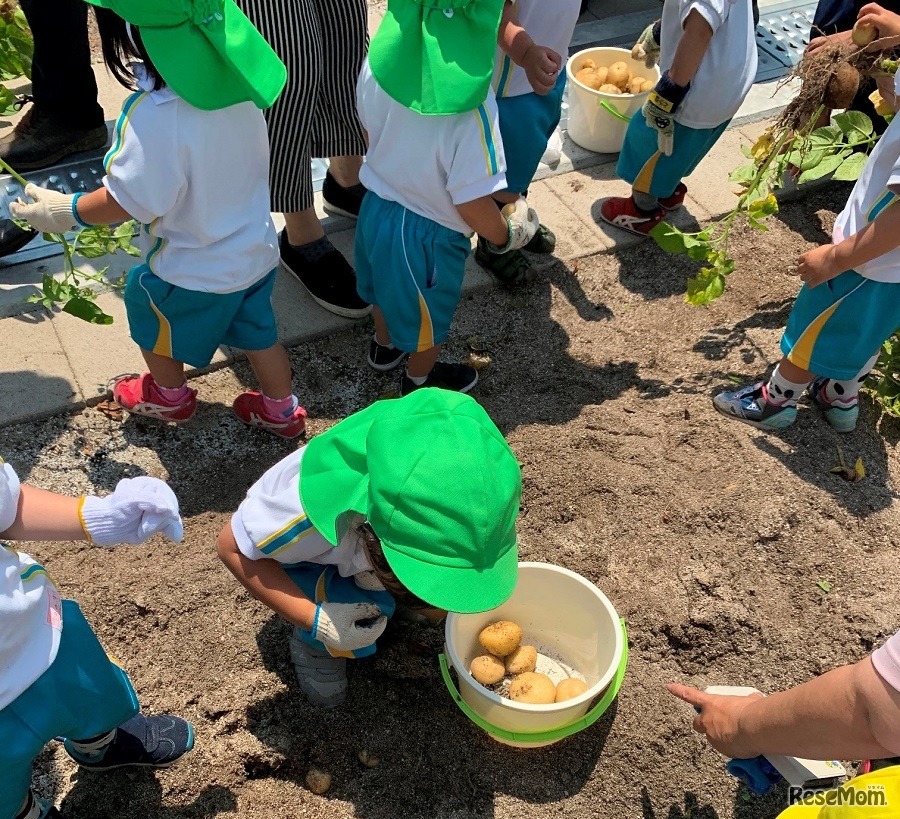 「屋上菜園×幼児教室」で野菜の収穫体験を”シェアリング”