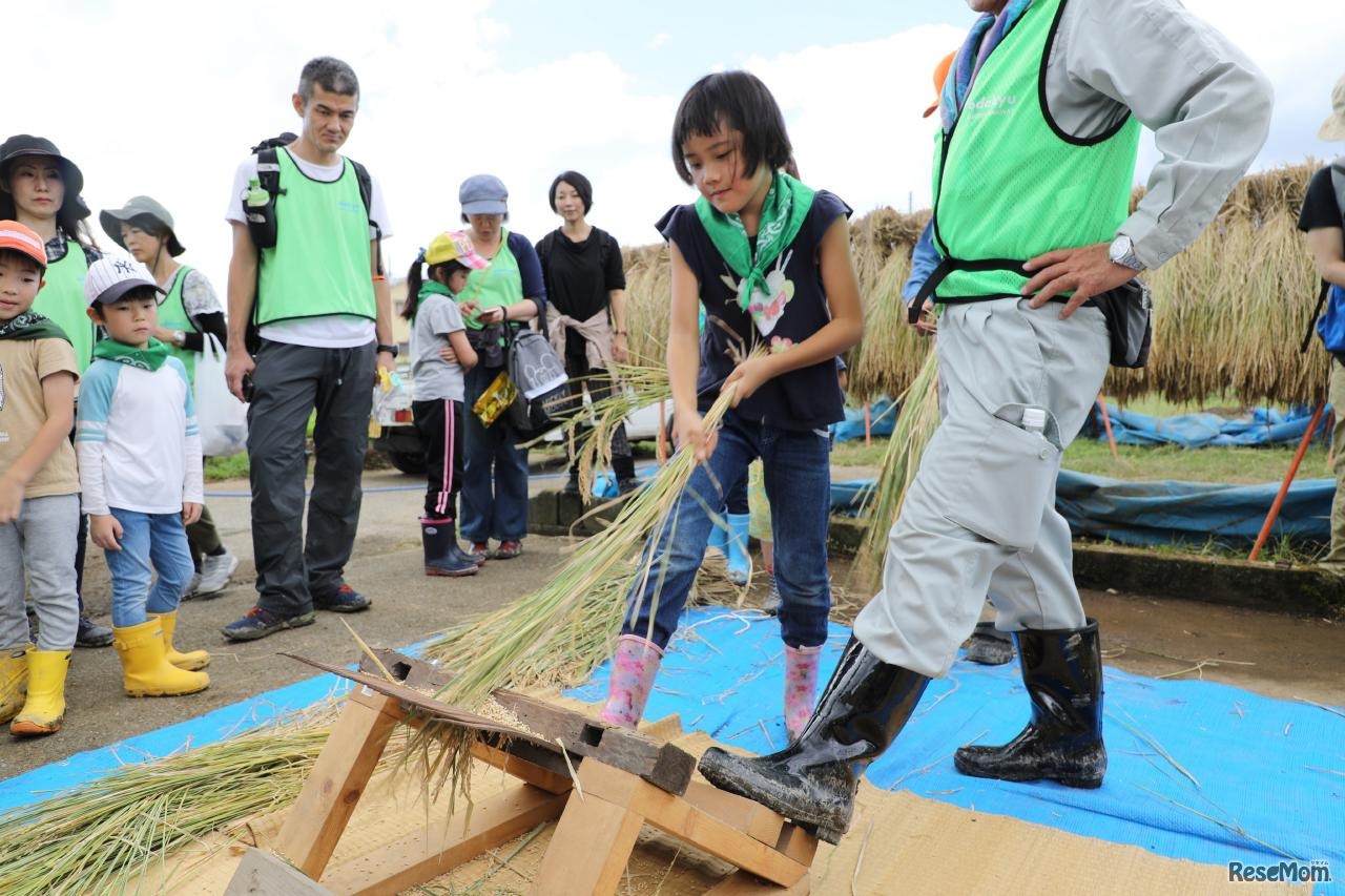 千歯こきによる脱穀体験（2018年のようす）
