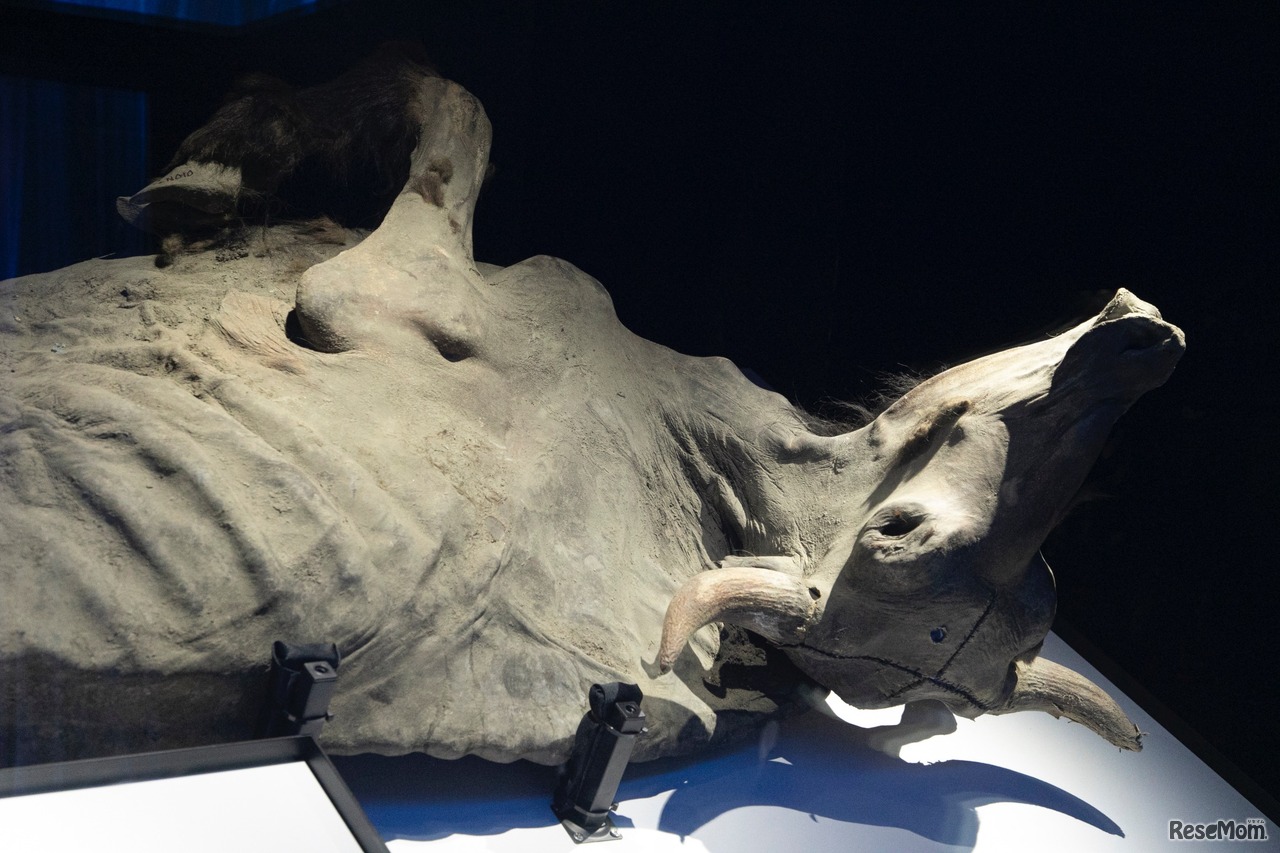 「ユカギルバイソン」（冷凍標本）／展示物撮影：星野泰孝（ネクステラ）