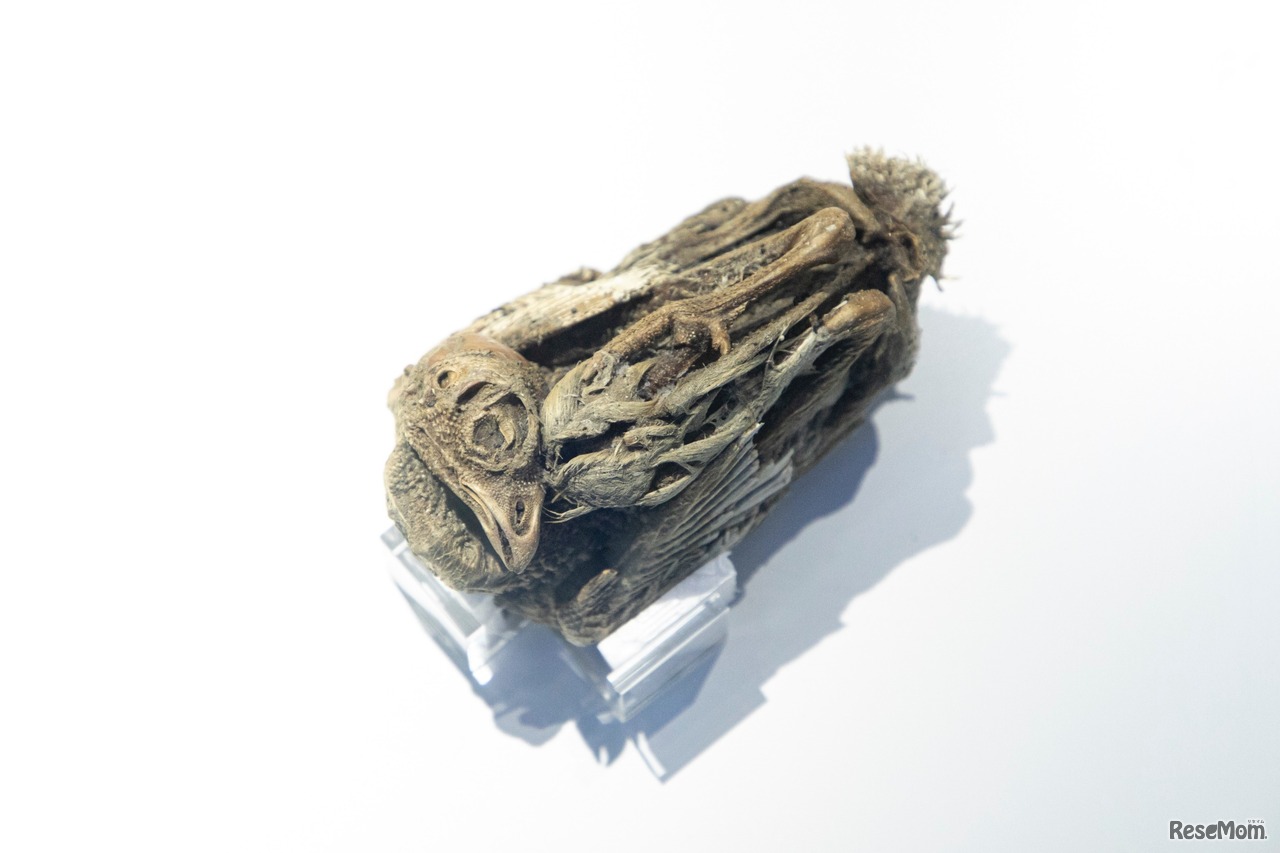 「ライチョウ」（冷凍標本）／展示物撮影：星野泰孝（ネクステラ）