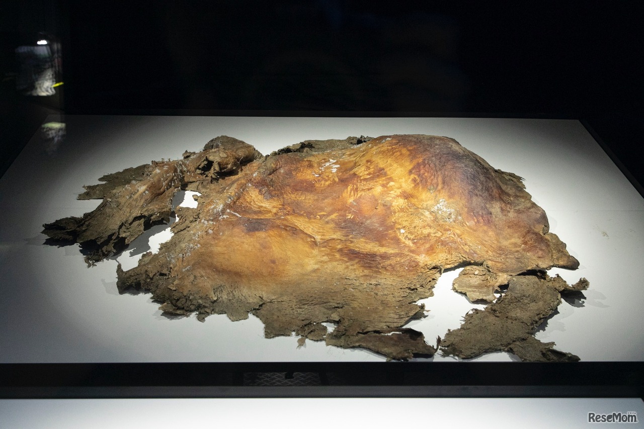 ケナガマンモスの皮膚（冷凍標本）／展示物撮影：星野泰孝（ネクステラ）