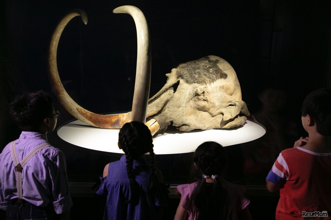 展示観察のようす