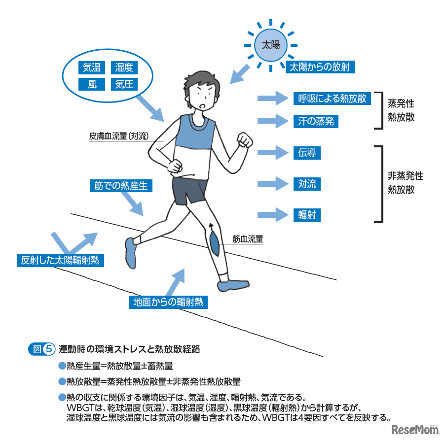 運動時の環境ストレスと熱放散経路
