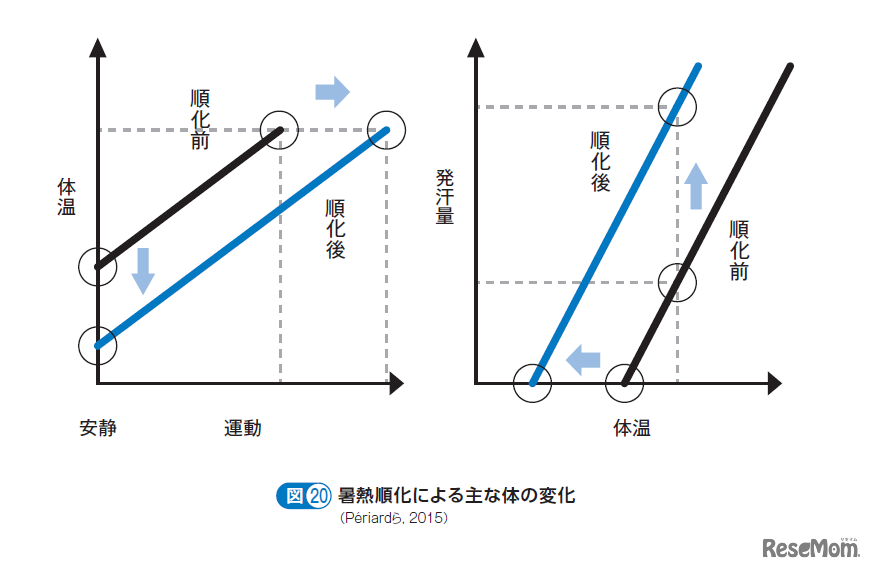 暑熱順化によるおもな体の変化