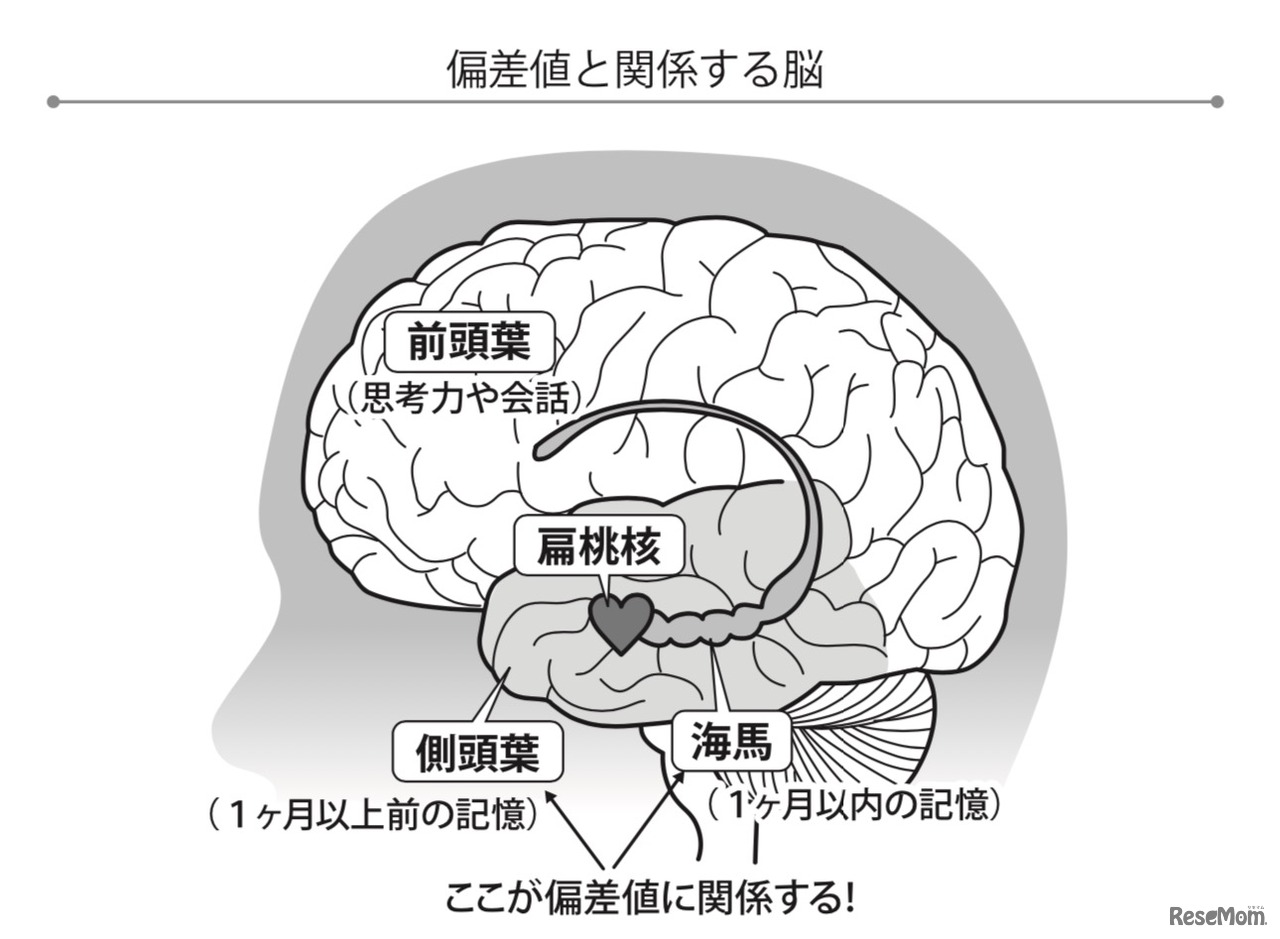 偏差値と関係する脳
