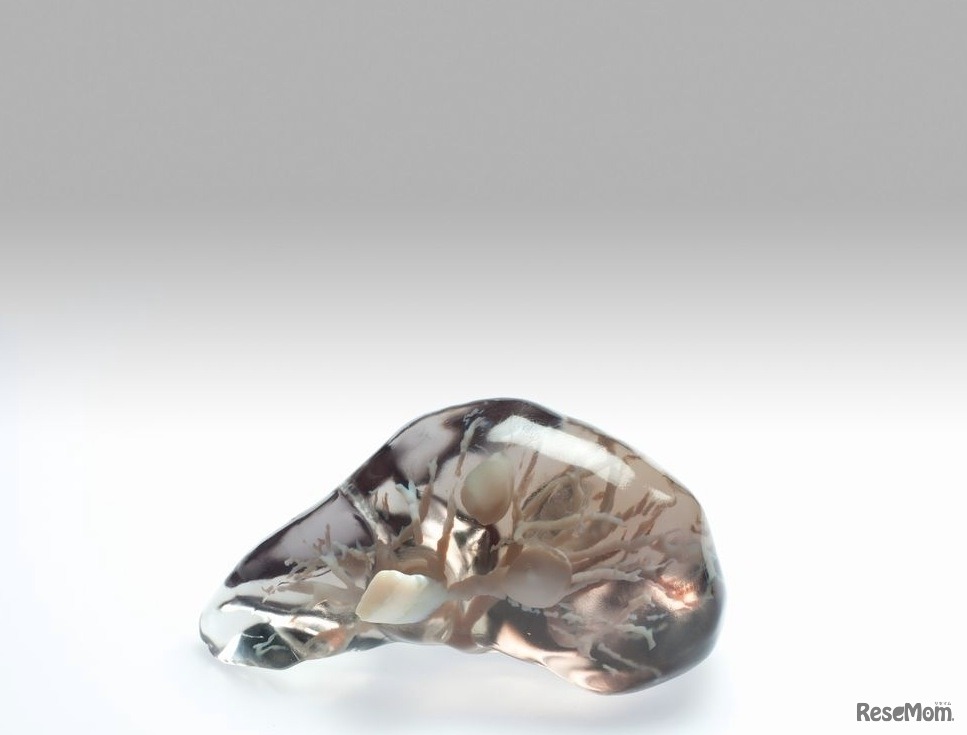 CTで撮影された肝臓を3Dプリンタで造形