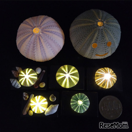 ウニランプのイメージ