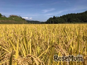 ご当地おにぎりマイスターチャレンジ（イメージ）