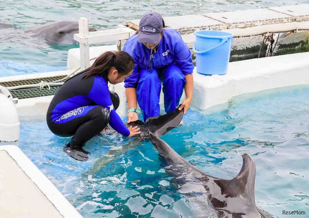 ジュニアトレーナー
