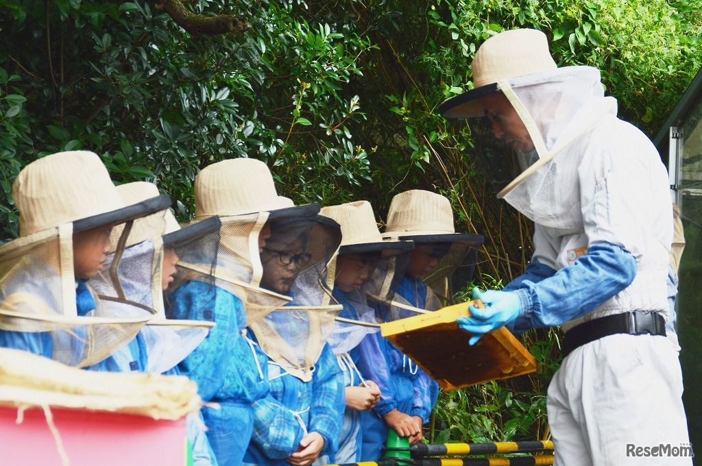 養蜂体験みつばちのヒミツ