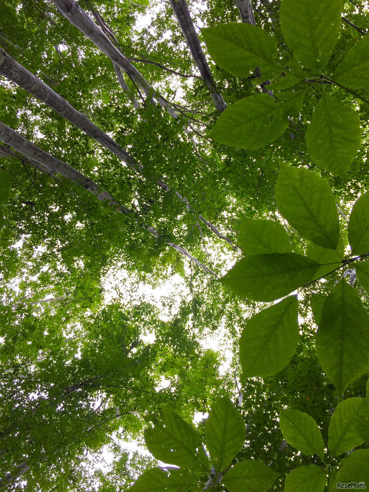 隣に寝そべると葉と空の色のコントラストが美しい