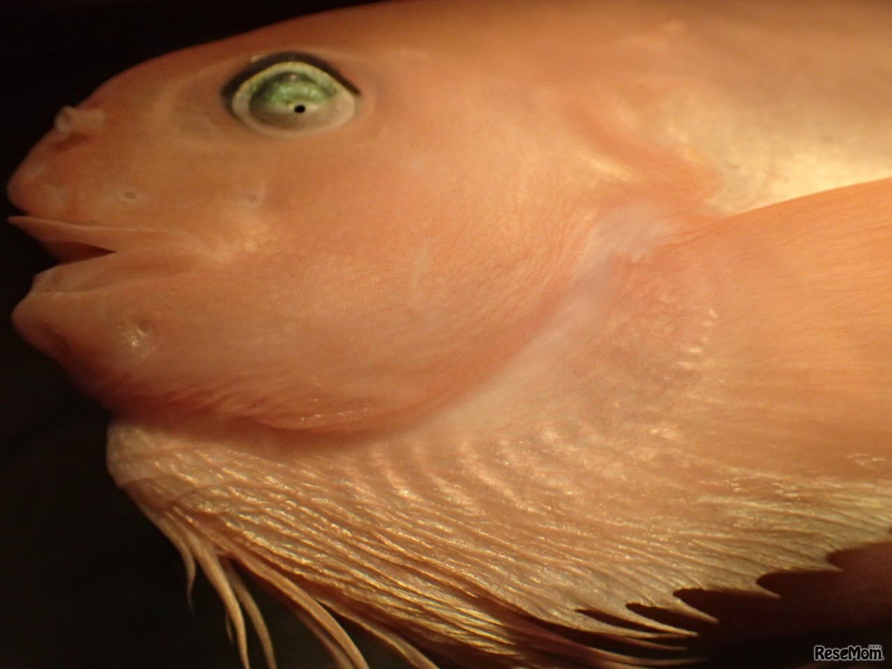深海生物にタッチ！（イメージ）