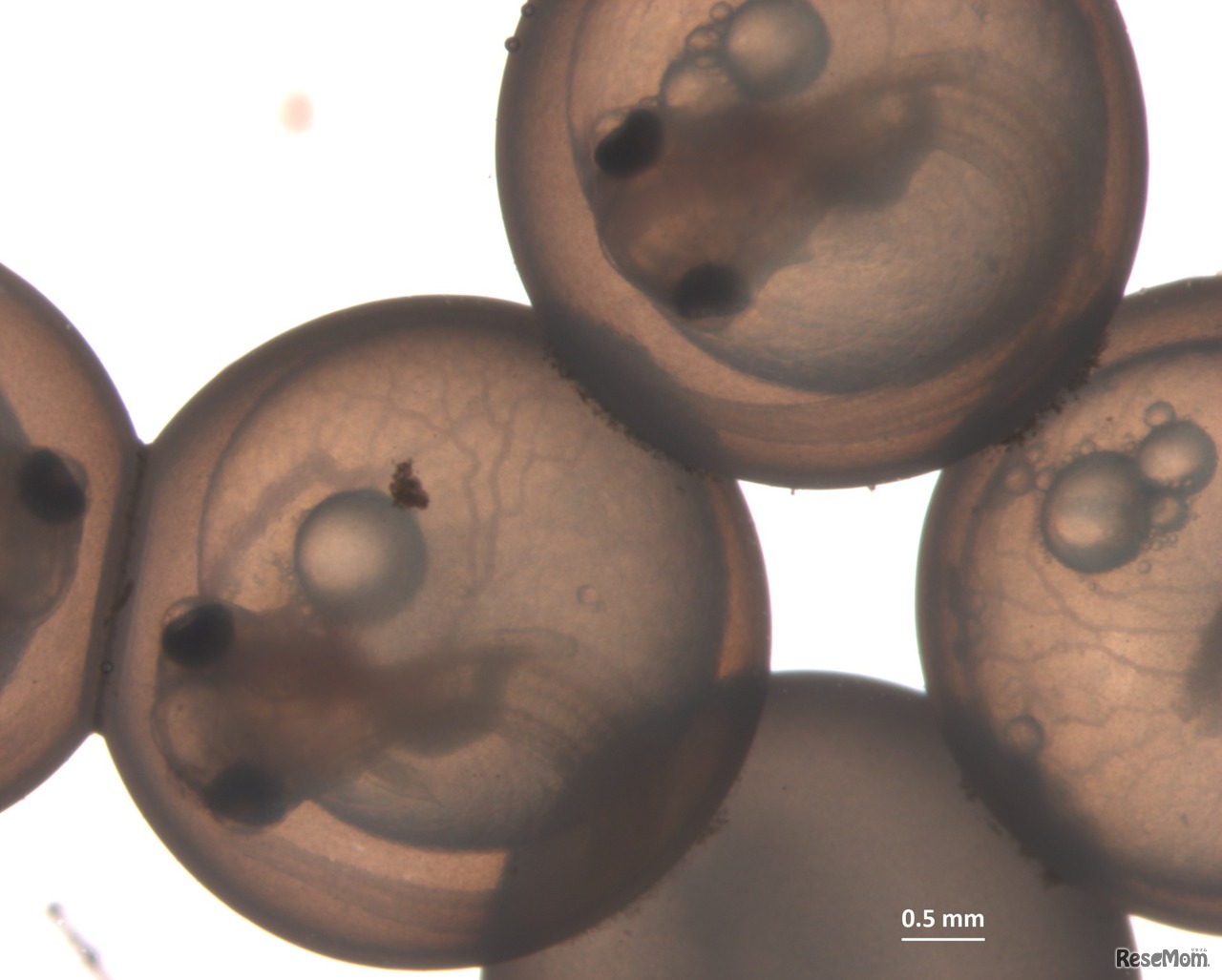 不思議な生き物シリーズ ～魚の子育て～（イメージ）