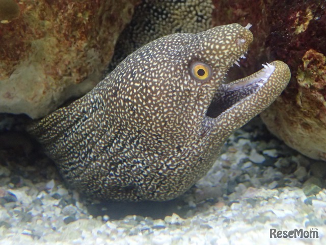 恐い生き物シリーズ～歯～（イメージ）