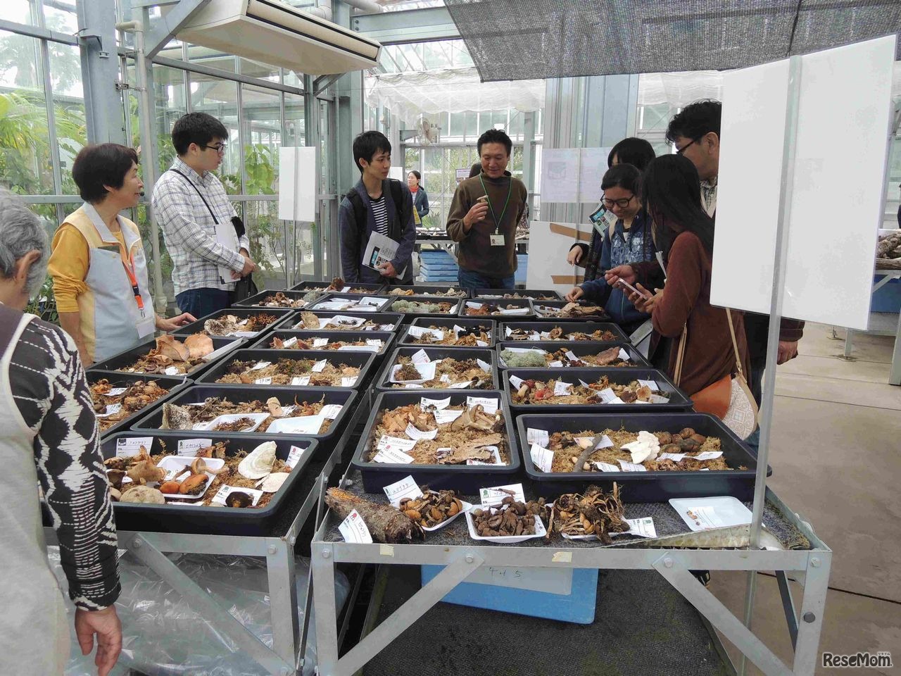 2014きのこ展のようす