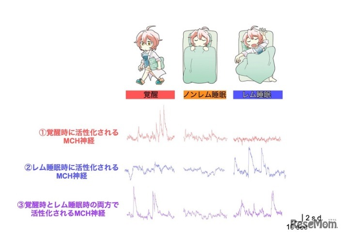 睡眠覚醒状態の変化に伴うMCH神経活動の変化