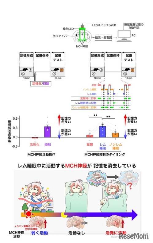MCH神経の活動と記憶への影響