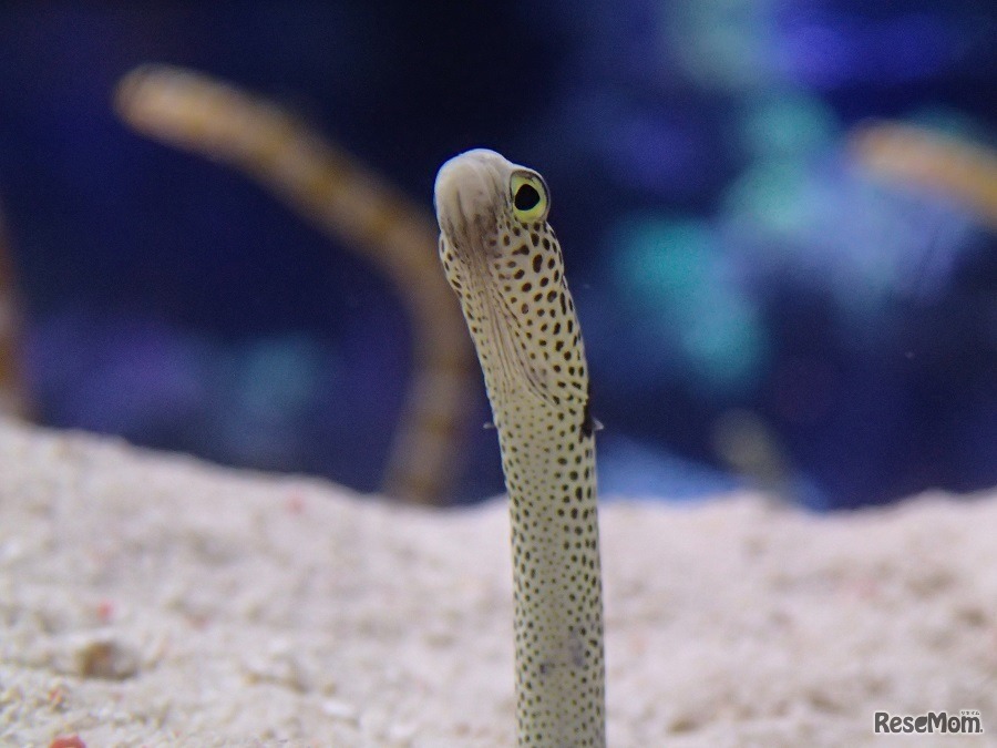 名前に「一」がつく人は、本人に限り無料で入場できるキャンペーンも実施する