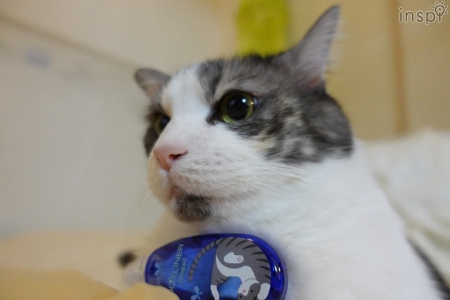 ドットライナーコンパクト限定柄と筆者愛猫