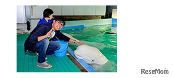 ベルーガタッチ