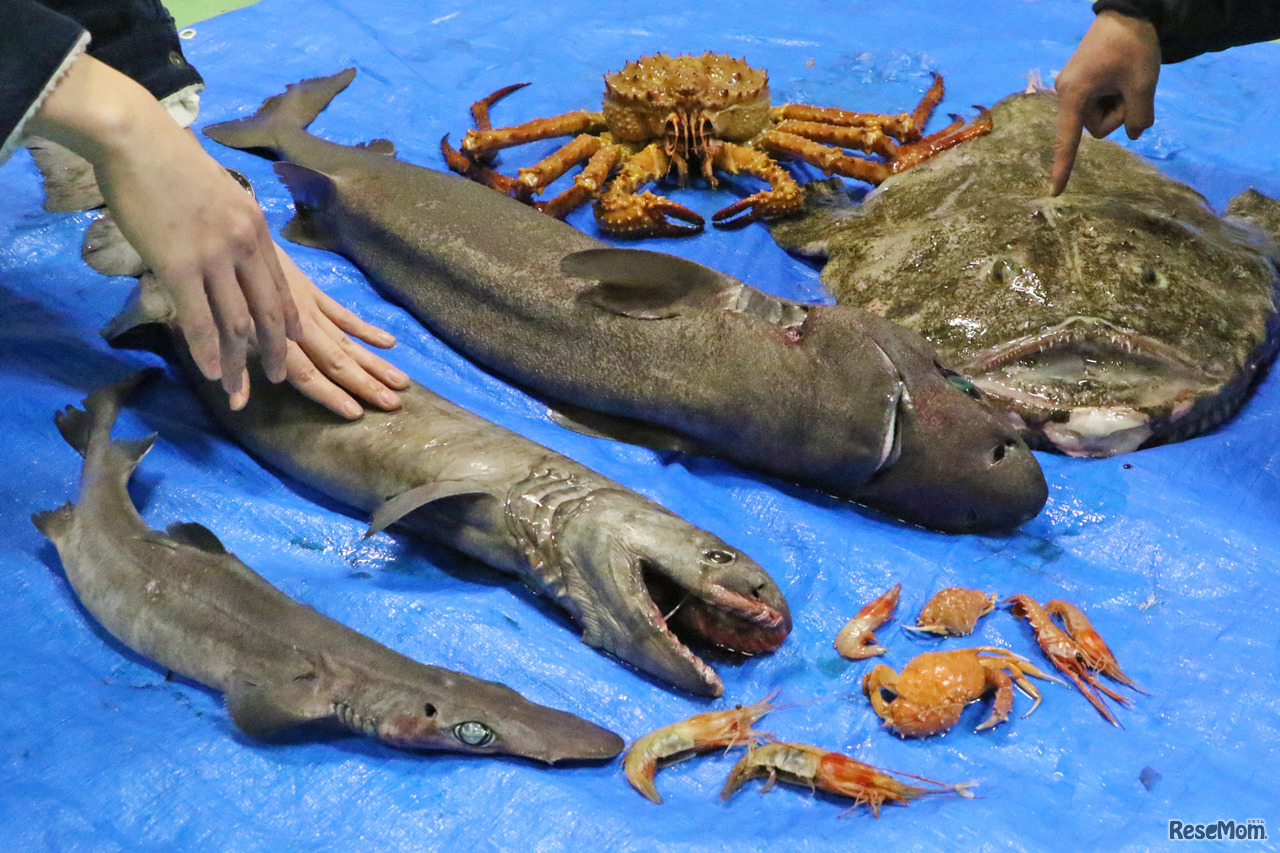 激グロ深海生物さわり放題イベント