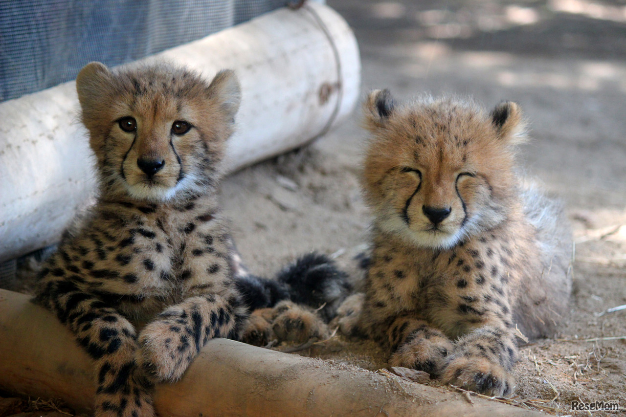姫路セントラルパーク動物画像