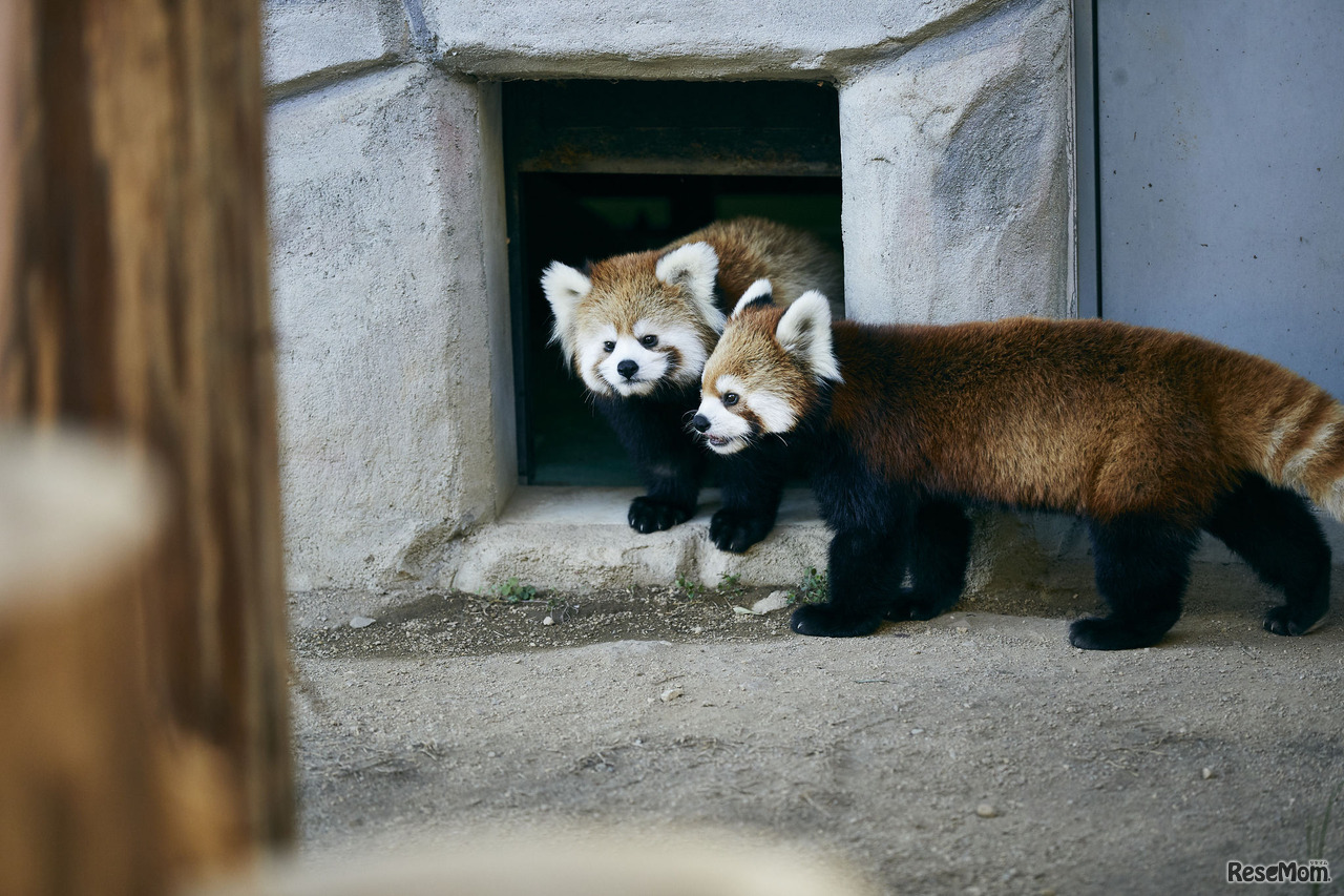 姫路セントラルパーク動物画像