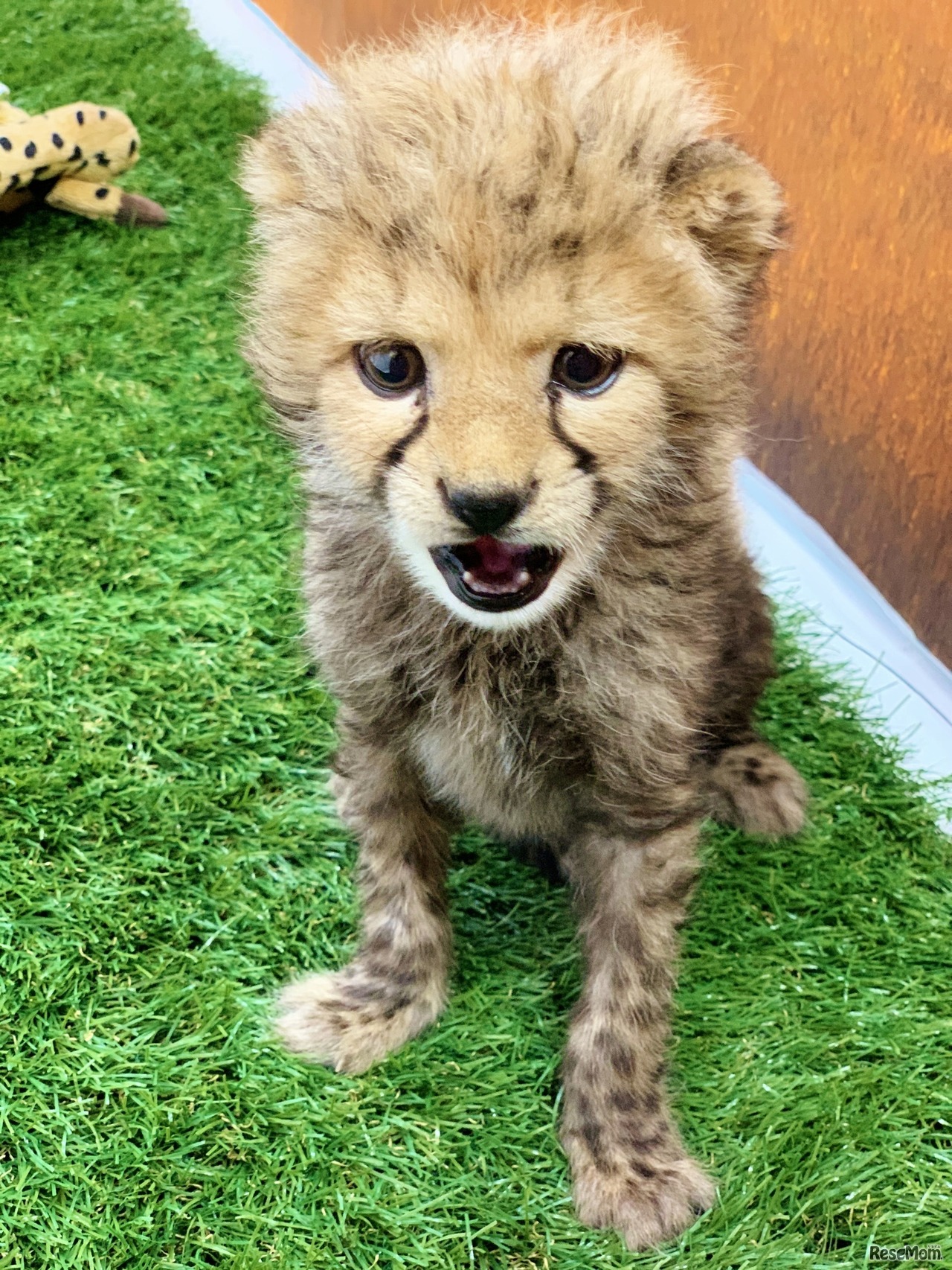 姫路セントラルパーク動物画像