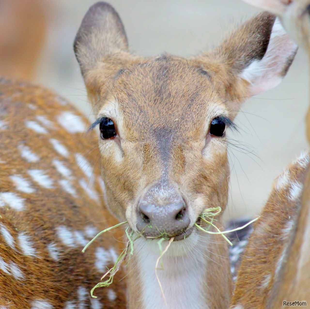 姫路セントラルパーク動物画像