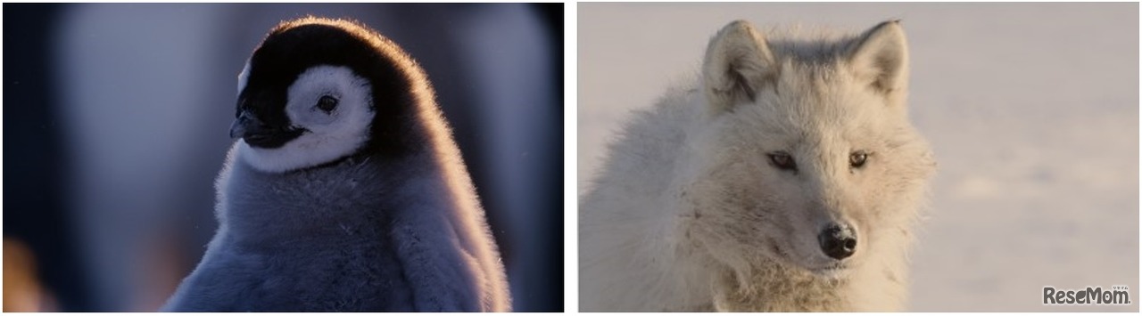 イベントでは、動物に関するトークセッションや、参加型のクイズなどを行う　(c) National Geographic