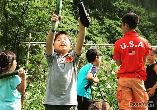 野菜収穫をする子どもたち