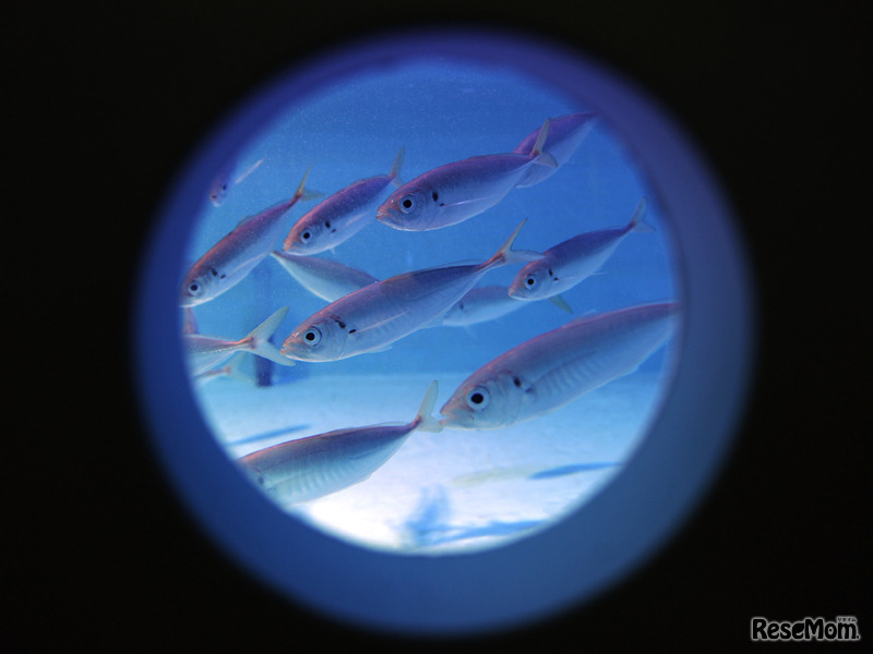 水槽のマアジの群れ　(c) 公益財団法人東京動物園協会