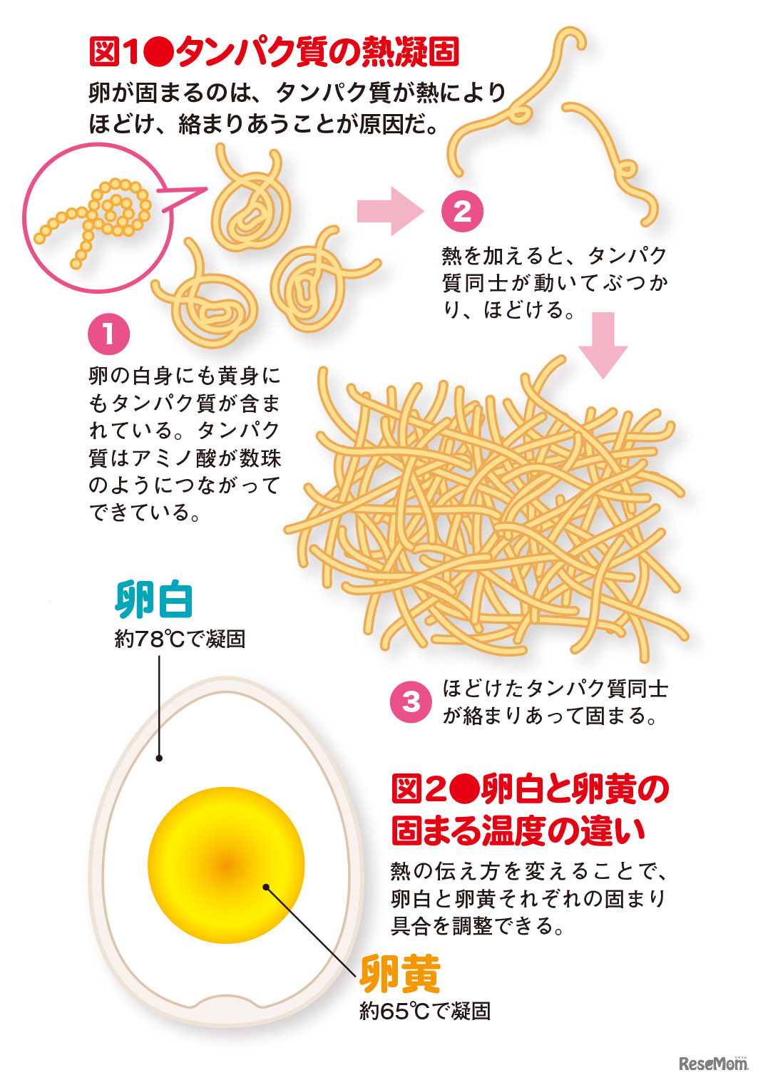 「子供の科学 2020年 7月号」