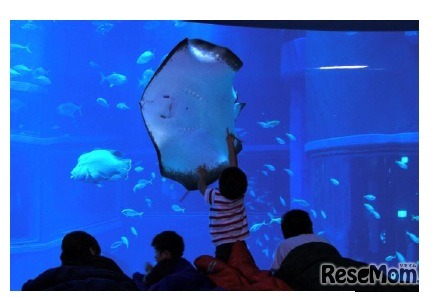 過去の「海遊館おとまりスクール」の様子