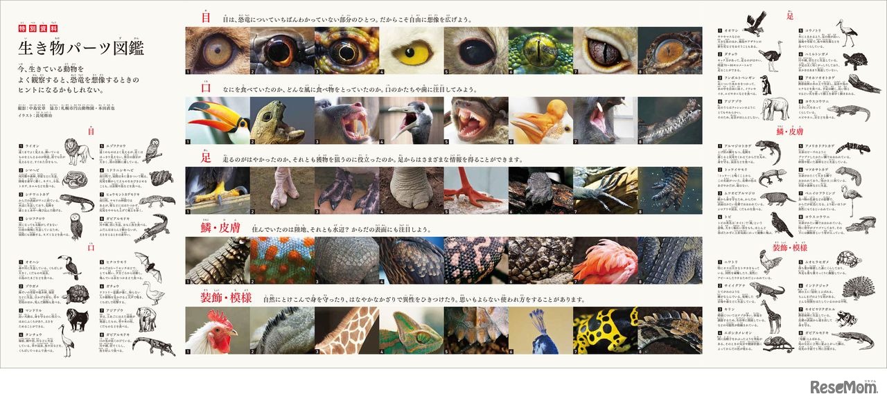 生き物パーツ図鑑