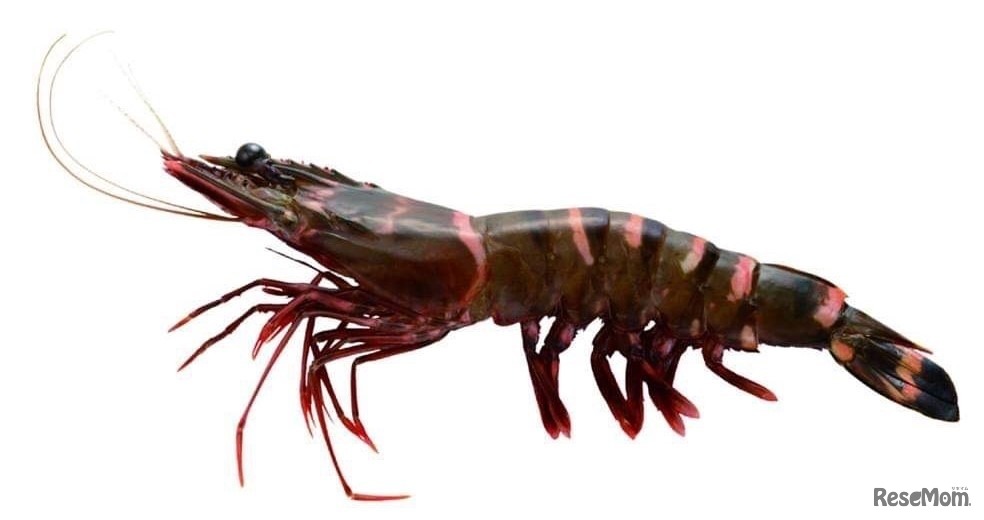 「黒い海老と赤い海老の違いはなに？」など、エビの秘密（エビポイント）を学ぶ