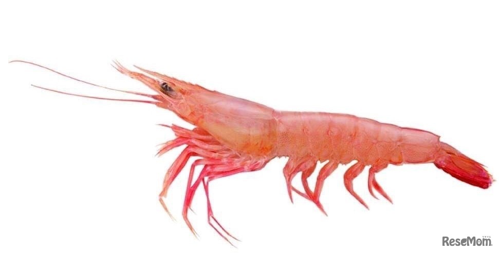 「黒い海老と赤い海老の違いはなに？」など、エビの秘密（エビポイント）を学ぶ