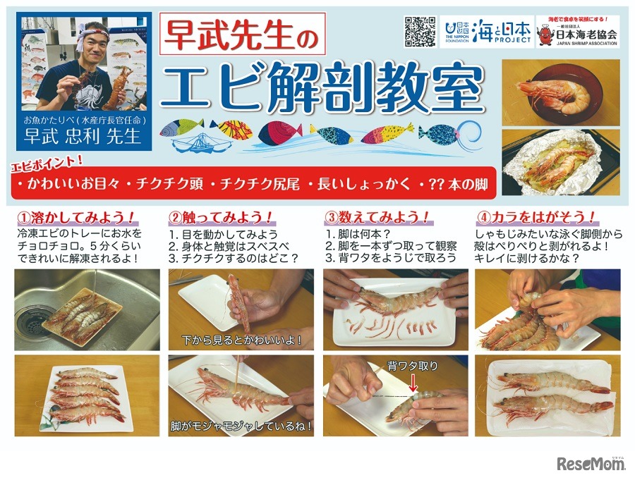 YouTube動画を見ながら自宅でエビの解剖にチャレンジする