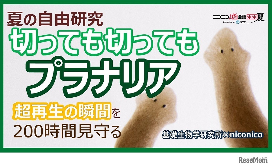 「切っても切ってもプラナリア」では最強生物プラナリアの超再生をライブ配信する