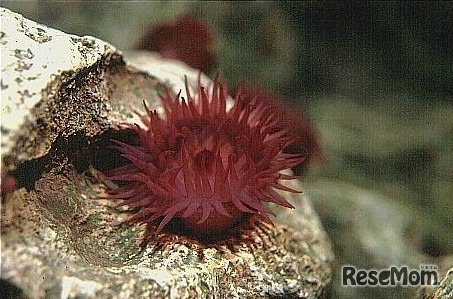 ウメボシイソギンチャク