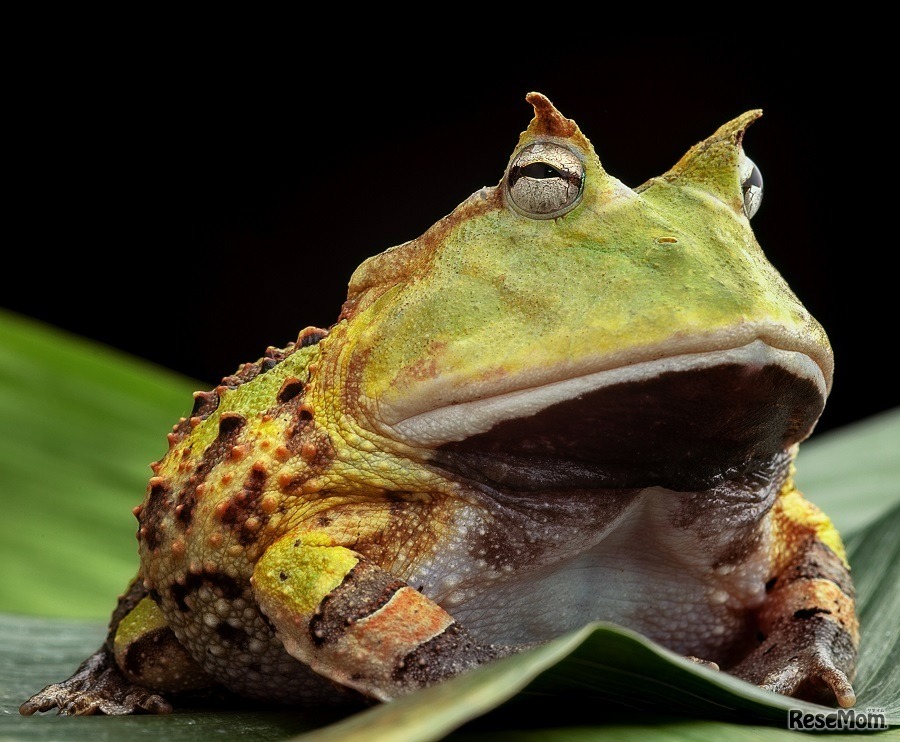 アマゾンツノガエル