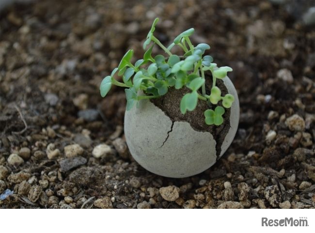 「たねダンゴ」のお土産