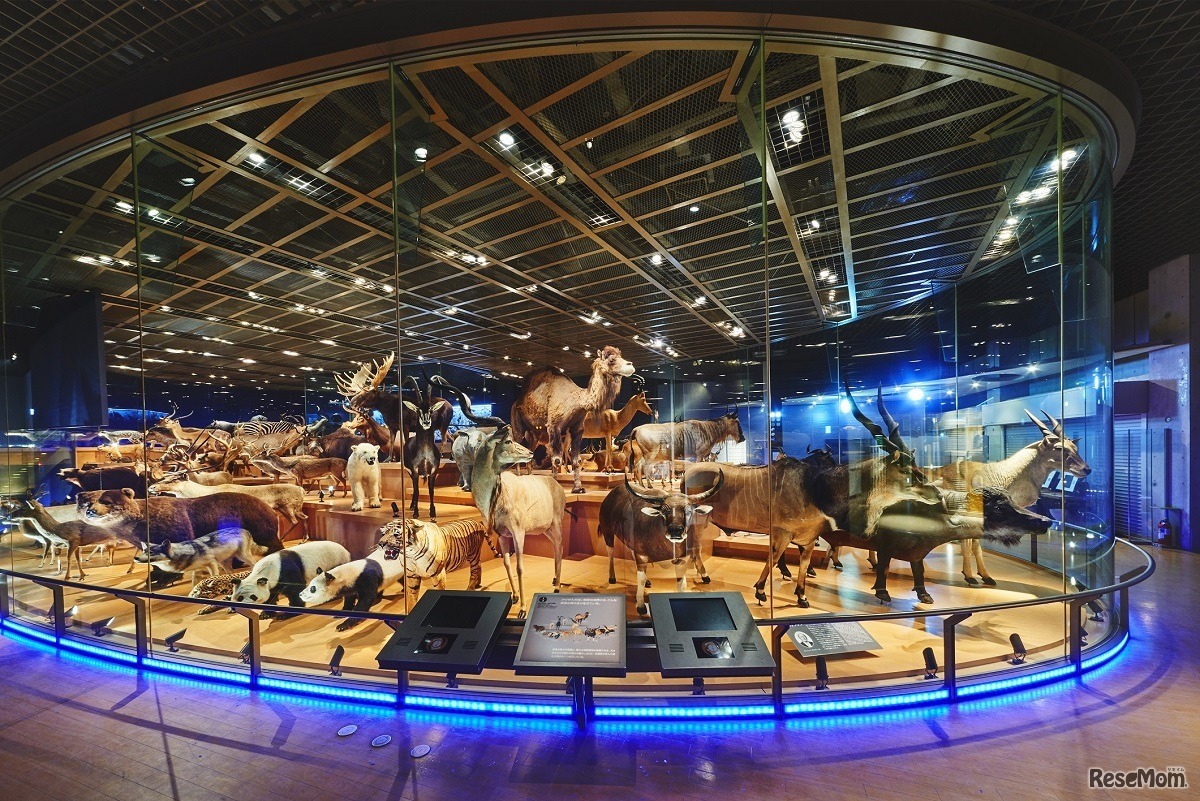 ツアーを実施する地球館3階「大地を駆ける生命」の展示