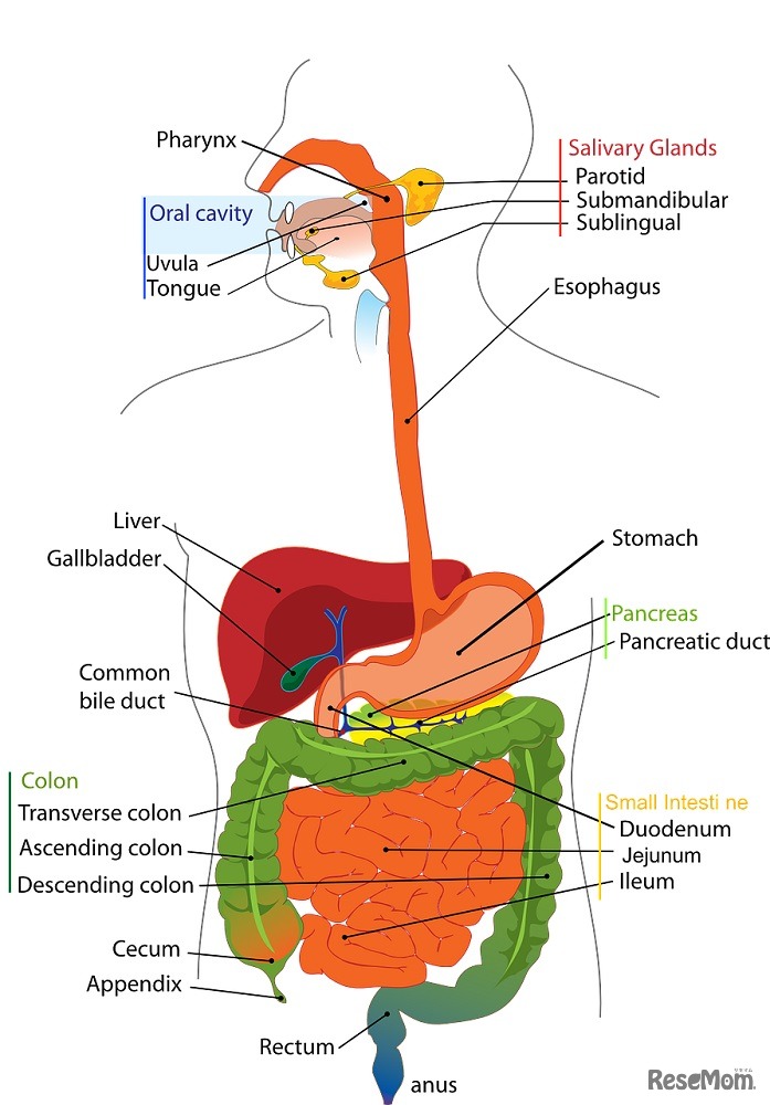 World Trip Anatomyコース